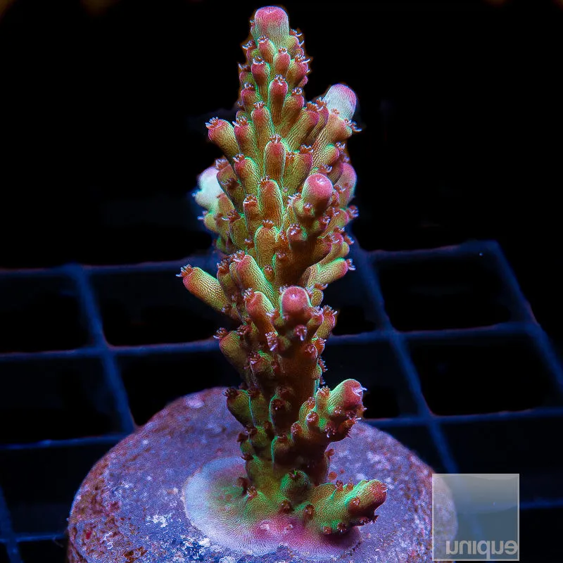 Acropora sp. Purple Tip Granulosa- WYSIWYG Frag SPS