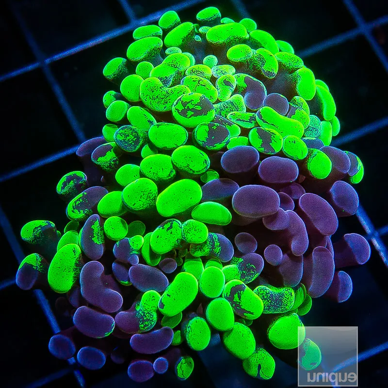 Euphyllia paraancora sp. Purple and Green Splatter Branching Hammer Double Head- WYSIWYG Frag Euphyllia