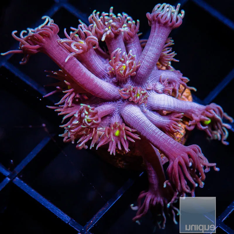 Goniopora sp. Ultra Purple Goniopora- WYSIWYG Frag LPS