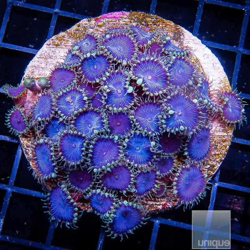 Zoanthus sp. Purple Death Paly Stock Frag