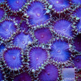 Zoanthus sp. Purple Death Paly Stock Frag