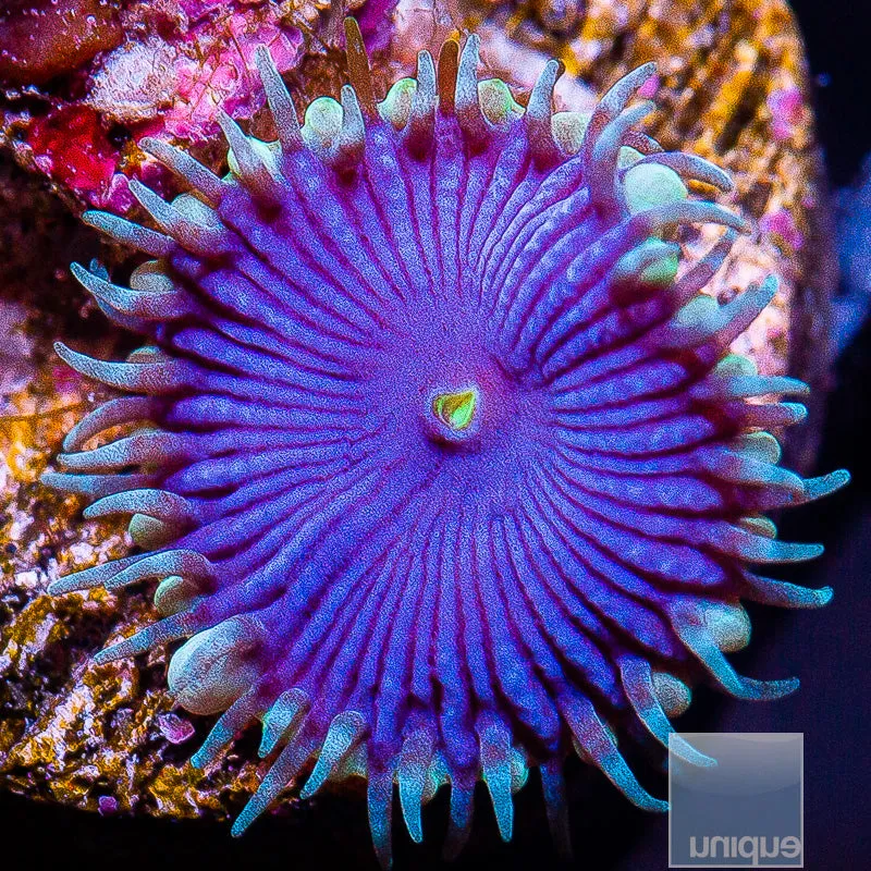 Zoanthus sp. Purple Death Paly Stock Frag