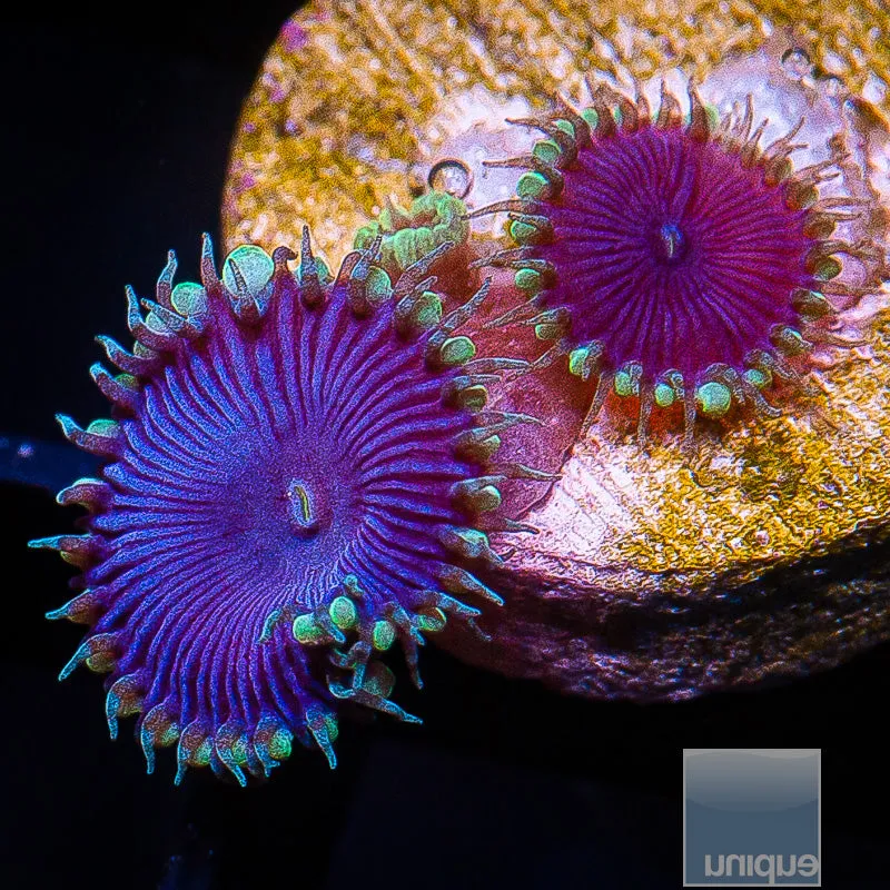 Zoanthus sp. Purple Death Paly Stock Frag