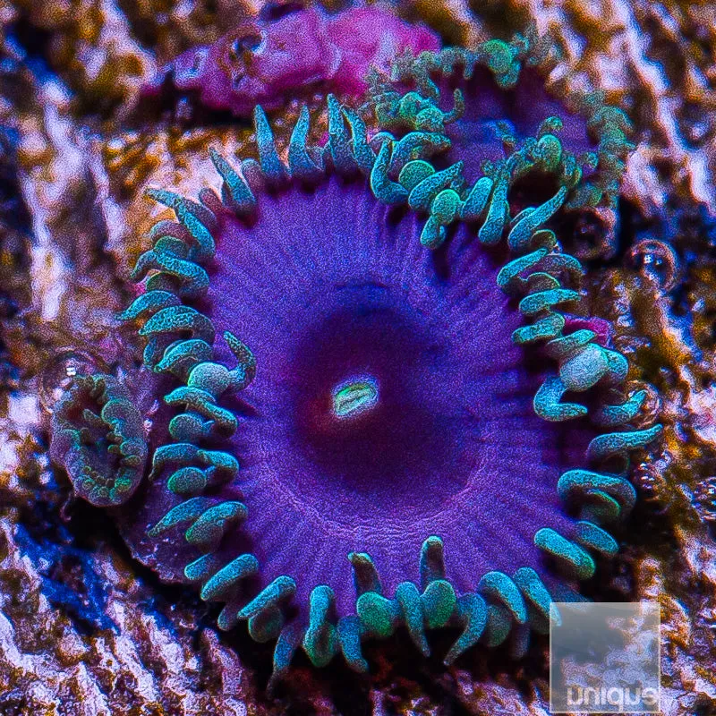 Zoanthus sp. Purple Death Paly- WYSIWYG Frag Zoa/Paly