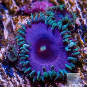 Zoanthus sp. Purple Death Paly- WYSIWYG Frag Zoa/Paly