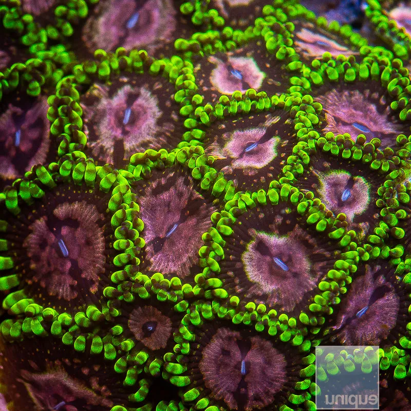 Zoanthus sp. Purple Monster Zoanthids- Stock Frag