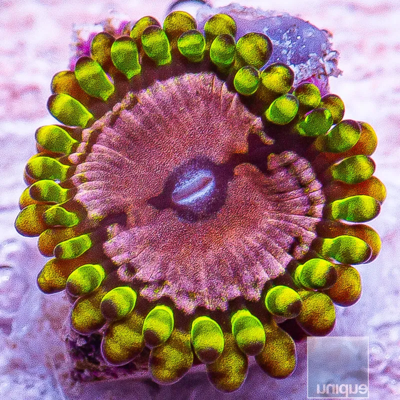 Zoanthus sp. Purple Monster Zoanthids- Stock Frag