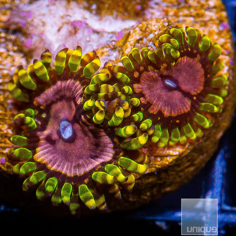 Zoanthus sp. Purple Monster Zoanthids- Stock Frag