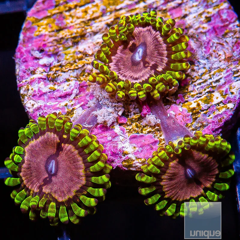 Zoanthus sp. Purple Monster Zoanthids- Stock Frag