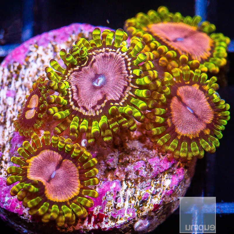 Zoanthus sp. Purple Monster Zoanthids- Stock Frag